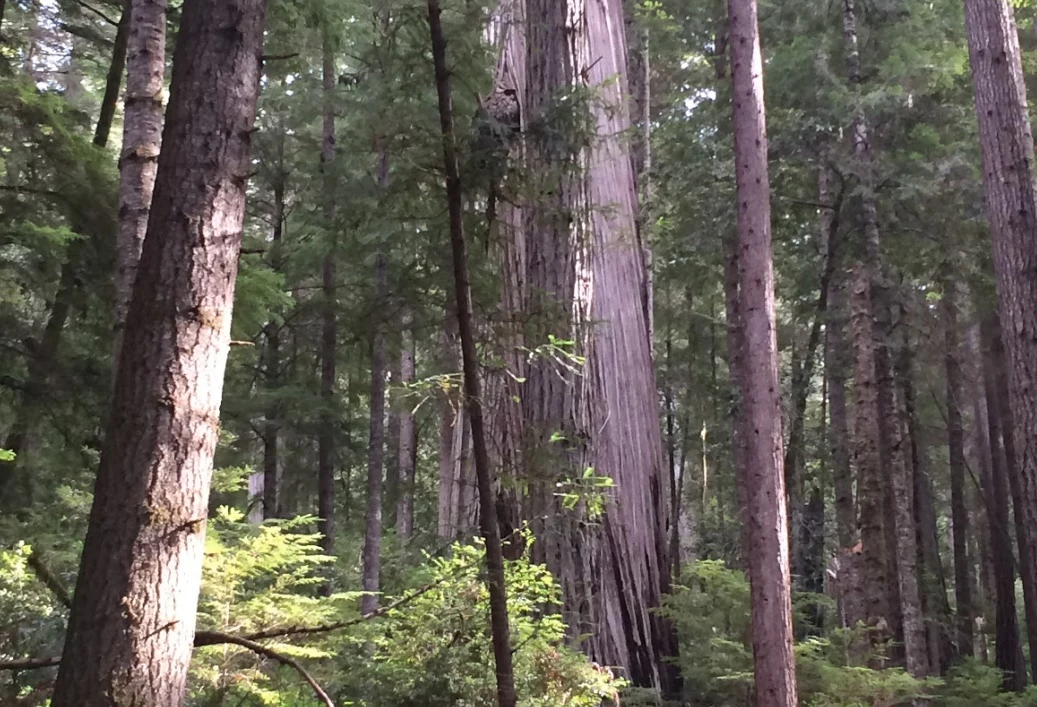 This Record Setting Tree Is Growing Right Here In Minnesota   PineTrees 