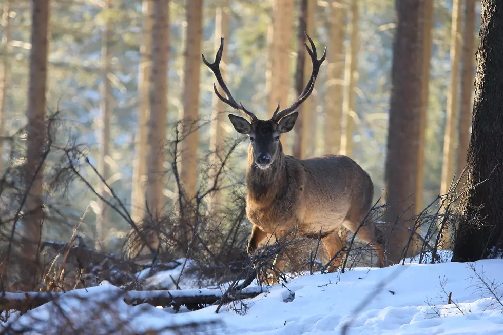 A 104-Year-Old Wisconsin Woman Shot A Buck