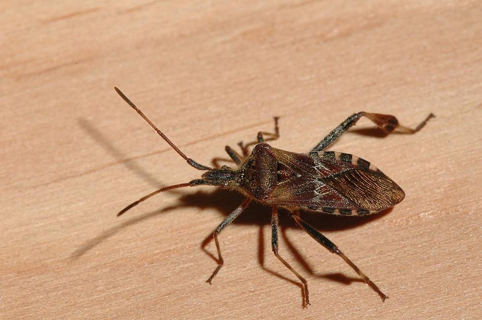 Has the Deadly &#8216;Kissing&#8217; Bug Been Spotted in Minnesota?