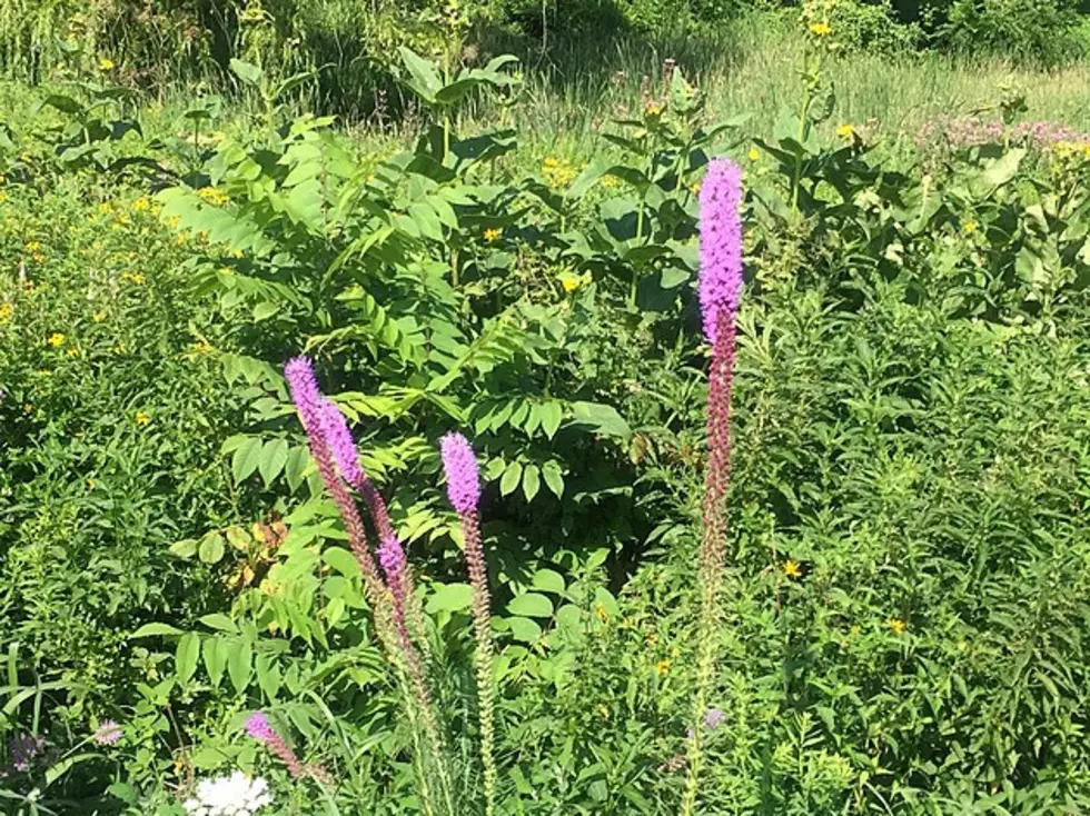 Do You Know the Name of This Purple Minnesota Wildflower?