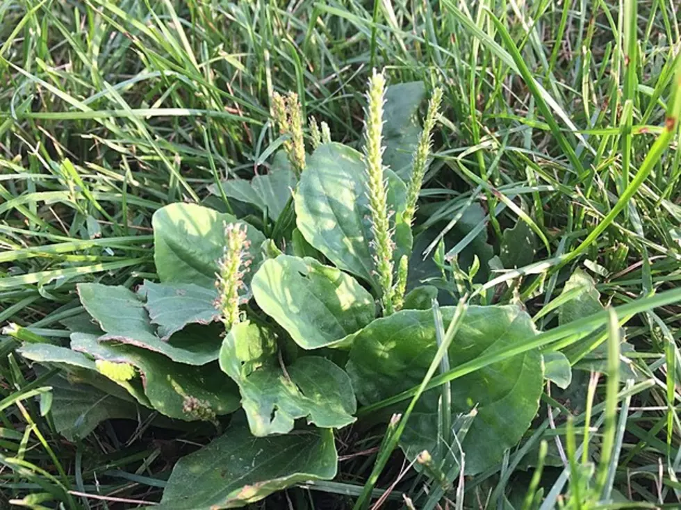 Got Itchy Bug Bites? The Remedy Is In Your Backyard in Minnesota