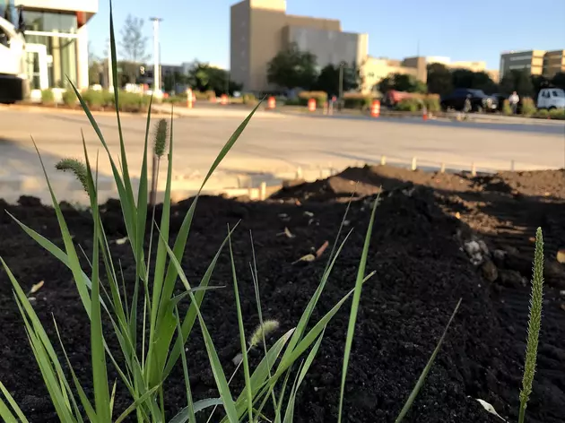 Are These Weeds&#8230; or Landscaping in Downtown Rochester?