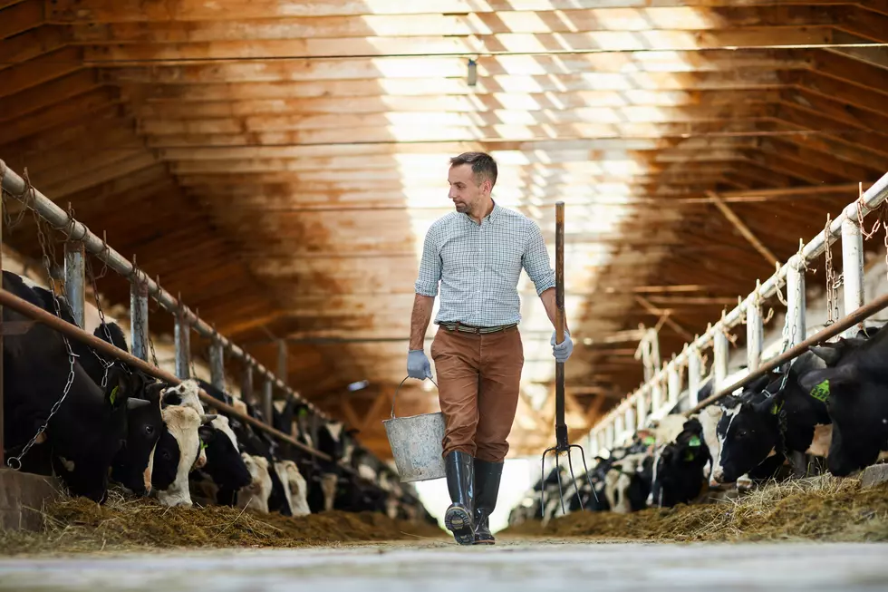 Wisconsin Lost Around 800 Dairy Farmers in 2019