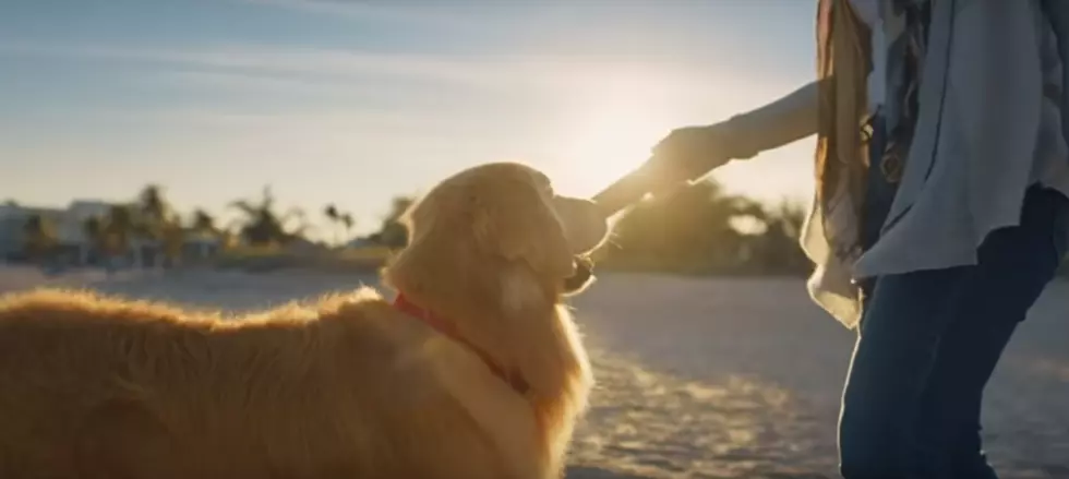Man Buys $6 Million Super Bowl Ad to Thank Wisconsin Vets Who Saved His Dog