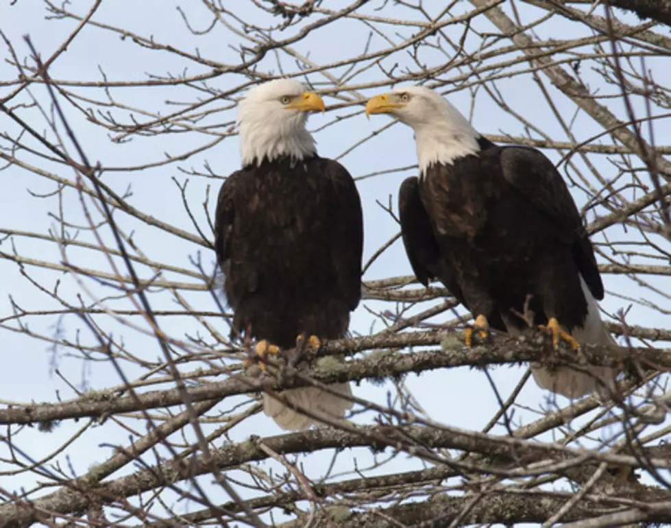 First Bald Eagle Egg Starts to Crack on Minnesota DNR EagleCam