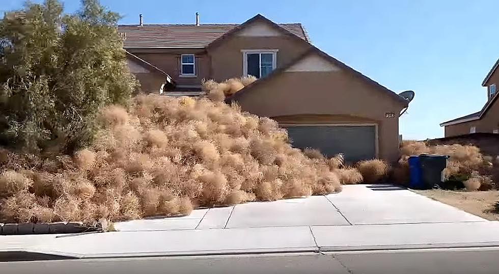 Thankfully, Spring in Minnesota Doesn't Include Tumbleweeds