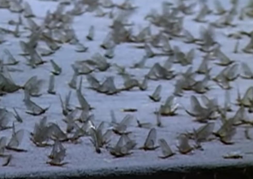 Massive Mississippi River Mayfly Hatch Shows Up on Radar