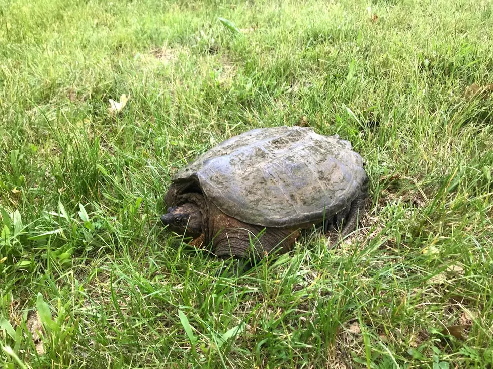 MnDOT Issues &#8216;Turtle Advisory&#8217; For Minnesota Roads and Highways