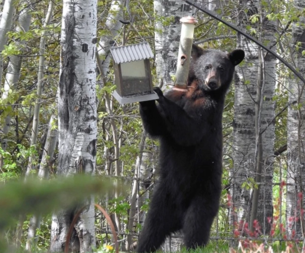 DNR Warns About Increasing Bear Encounters in Minnesota