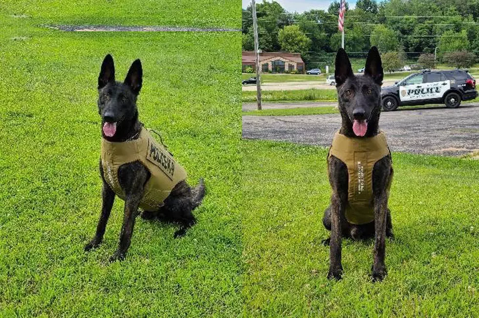 Rochester Police K9 Now Sporting Donated Body Armor