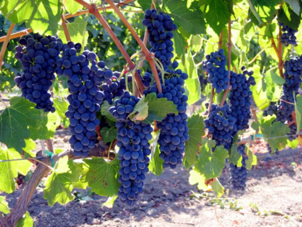 Minnesota Winemakers Can Now Use Out-of-State Grapes