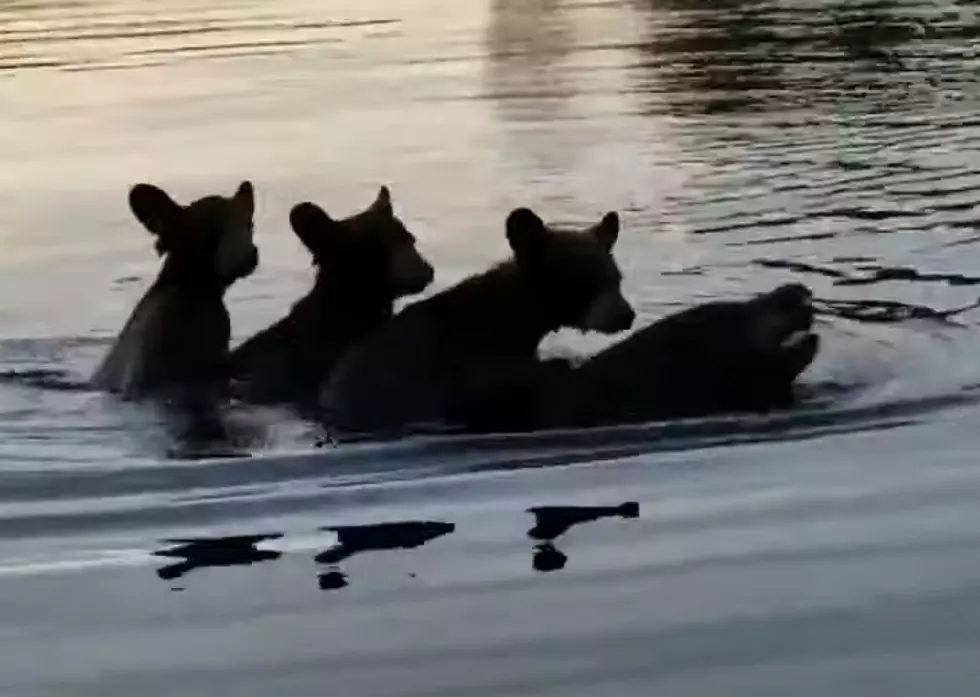 [Watch] Wisconsin Mama Bear Swims to Shore with Cubs on Her Back