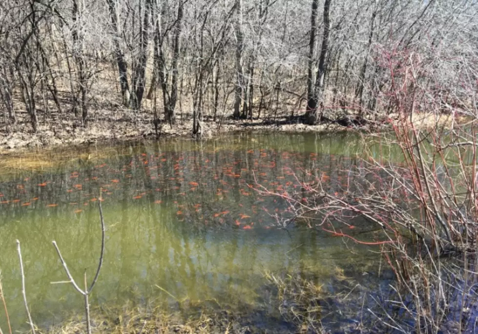 Thousands of Goldfish Invade Minnesota Lake