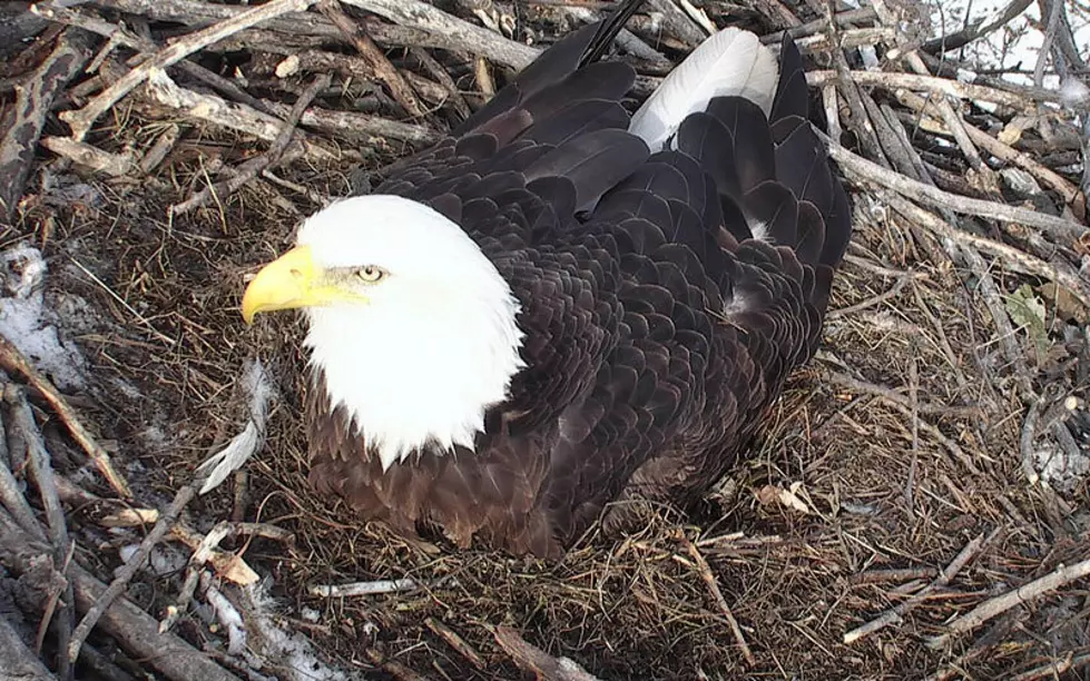Minnesota DNR’s Popular EagleCam is Back Up and Running