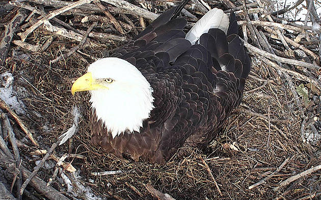 Minnesota DNR EagleCam is Popular