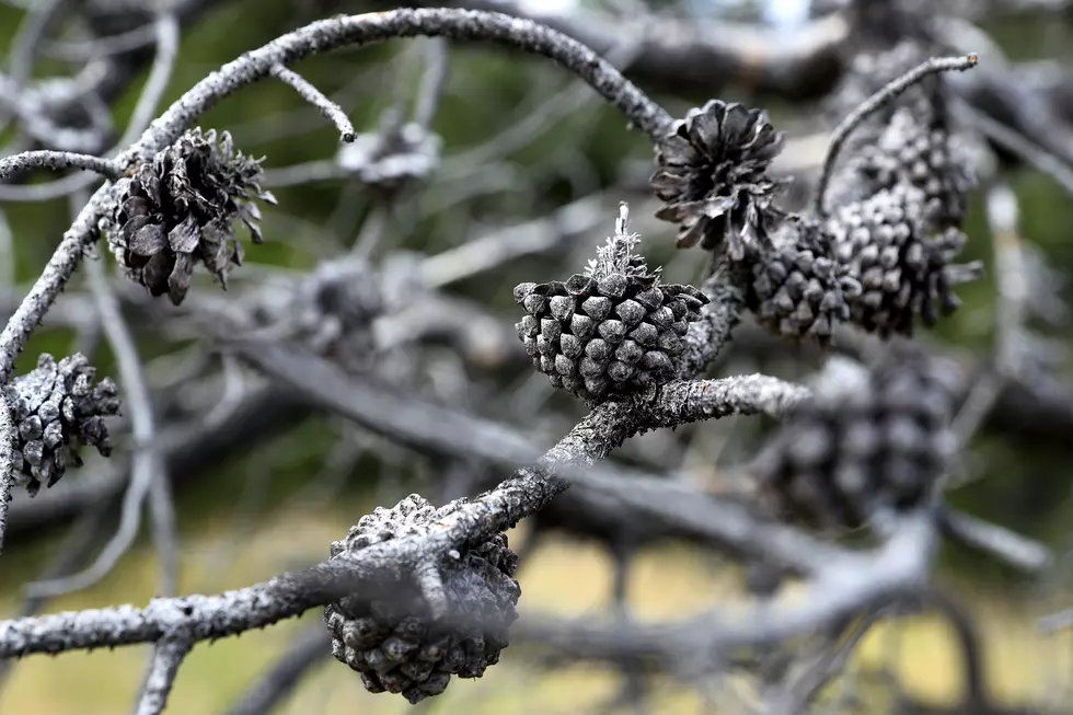 The Minnesota DNR Will Pay You For Your Extra Pine Cones
