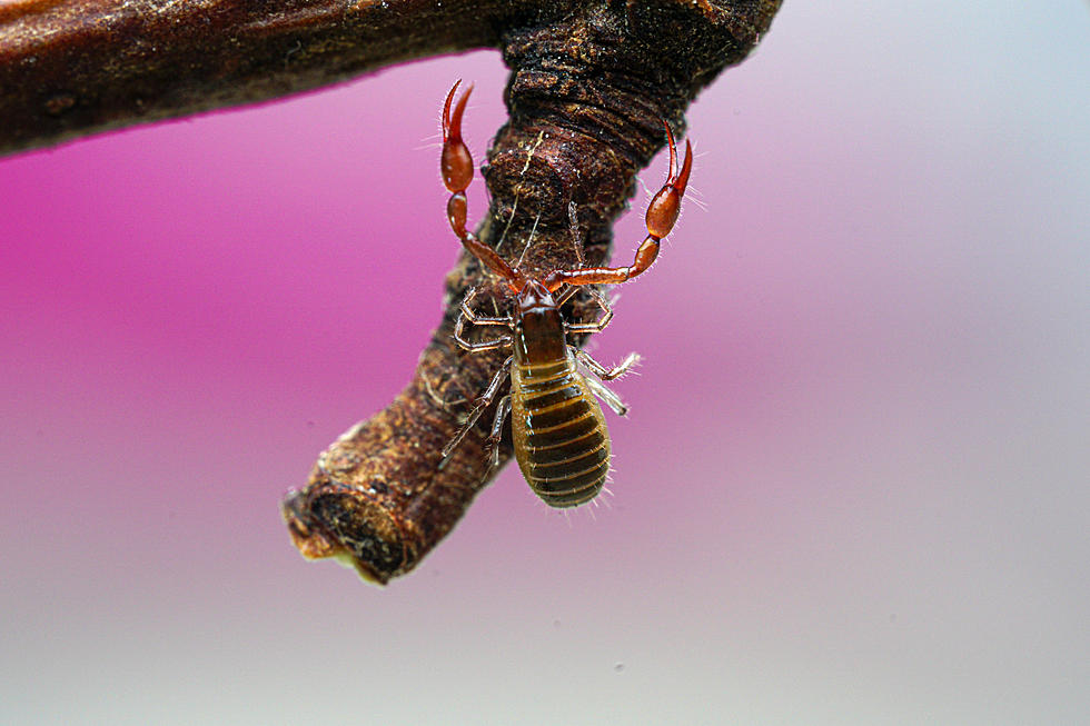 Pseudoscorpions Could Be In Your Home in Minnesota