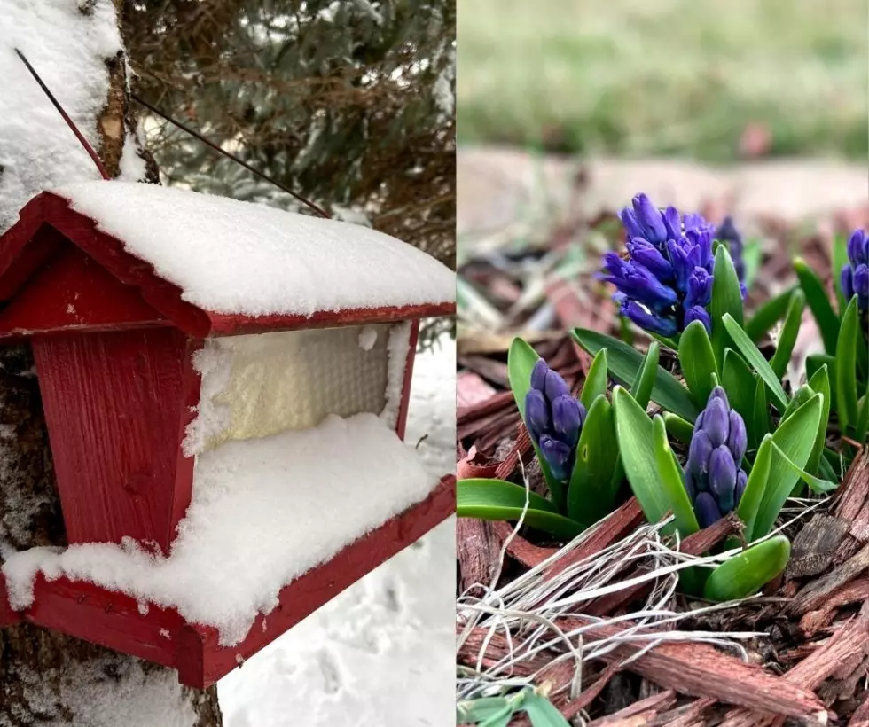 The Weird Weather of Rochester’s Last Four Easters