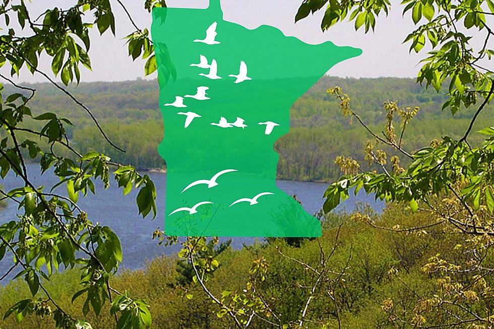 The Amazing Place In Minnesota Where 40% Of US Birds Visit Every 