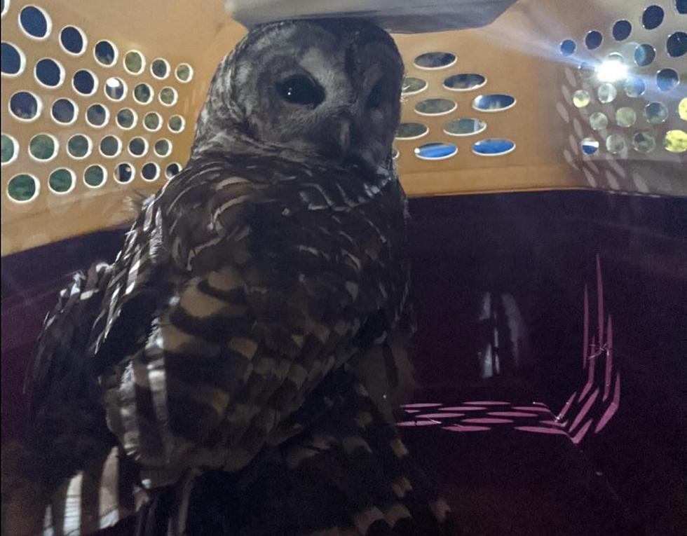 Owl Lands On Wisconsin Man’s Neck After Crashing Into His Car