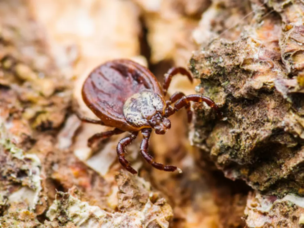 Small Minnesota Town Just Hosted Their Bizarre Annual Woodtick Races