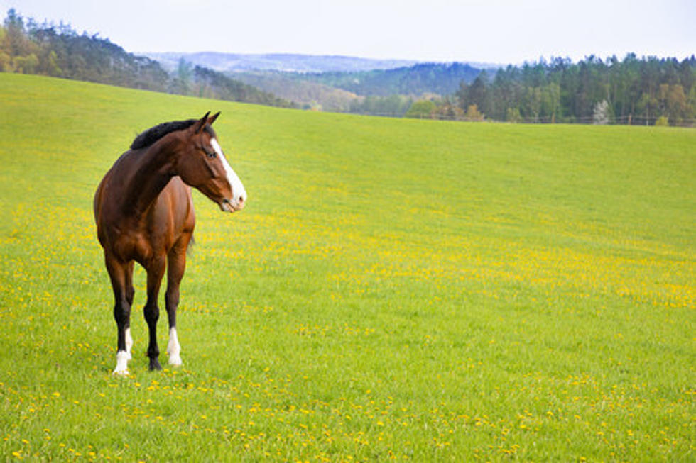 The FDA Just Had to Remind Some Minnesotans 'You're Not A Horse'