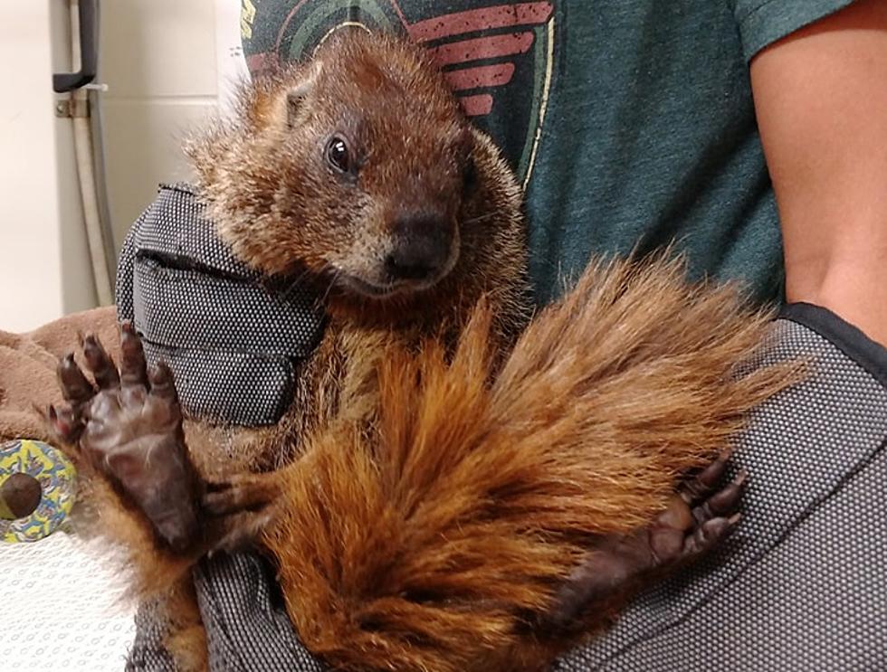 Amazing: Marmot Rides From Colorado to Minnesota in Car&#8217;s Wheel Well