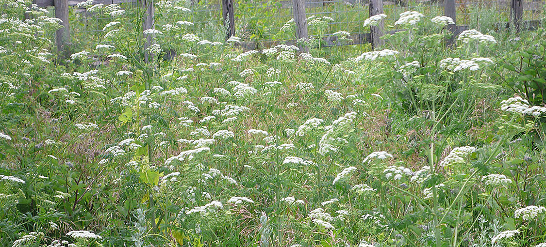 Is This Invasive Species Of Minnesota Plant Lurking In Your Yard?