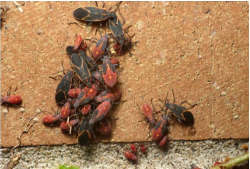 How You Can Win the Battle with Boxelder Bugs This Fall in MN