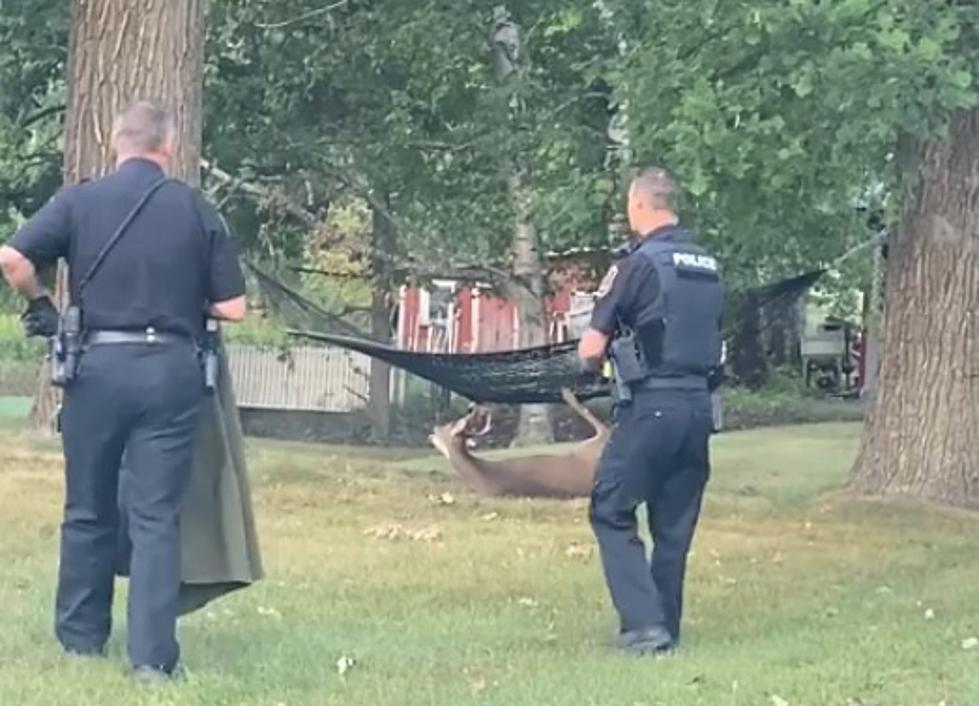 Stuck Buck: Minnesota Police Help Free a Deer From a Hammock