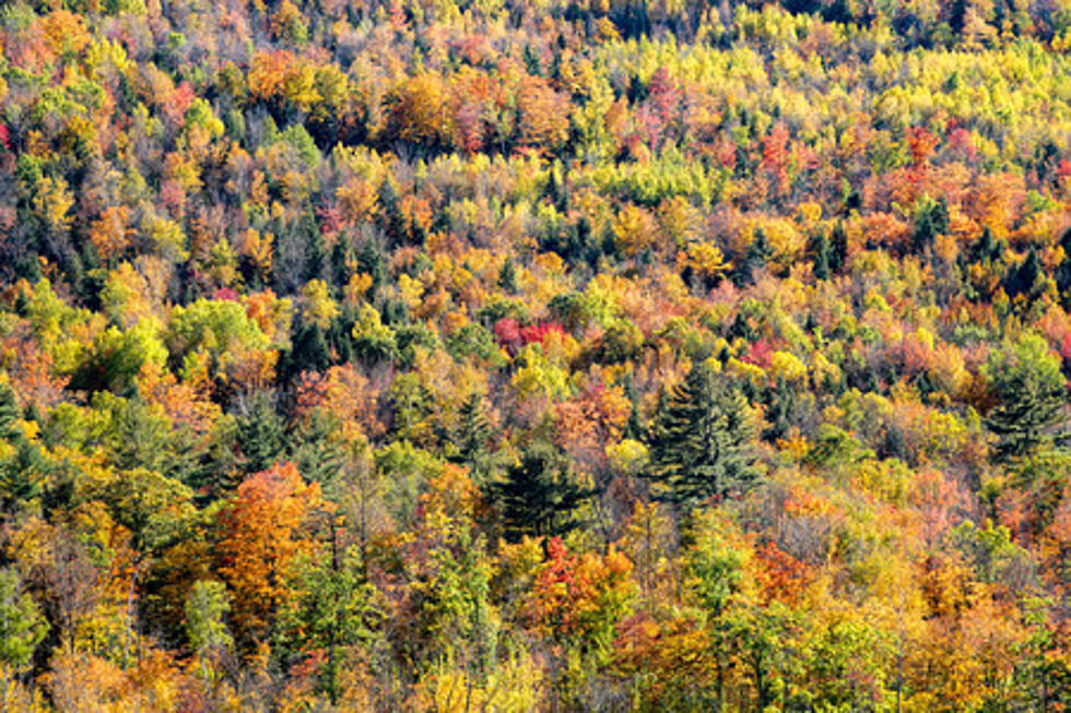 Unique Ways to Enjoy the Fall Colors Near Rochester, MN