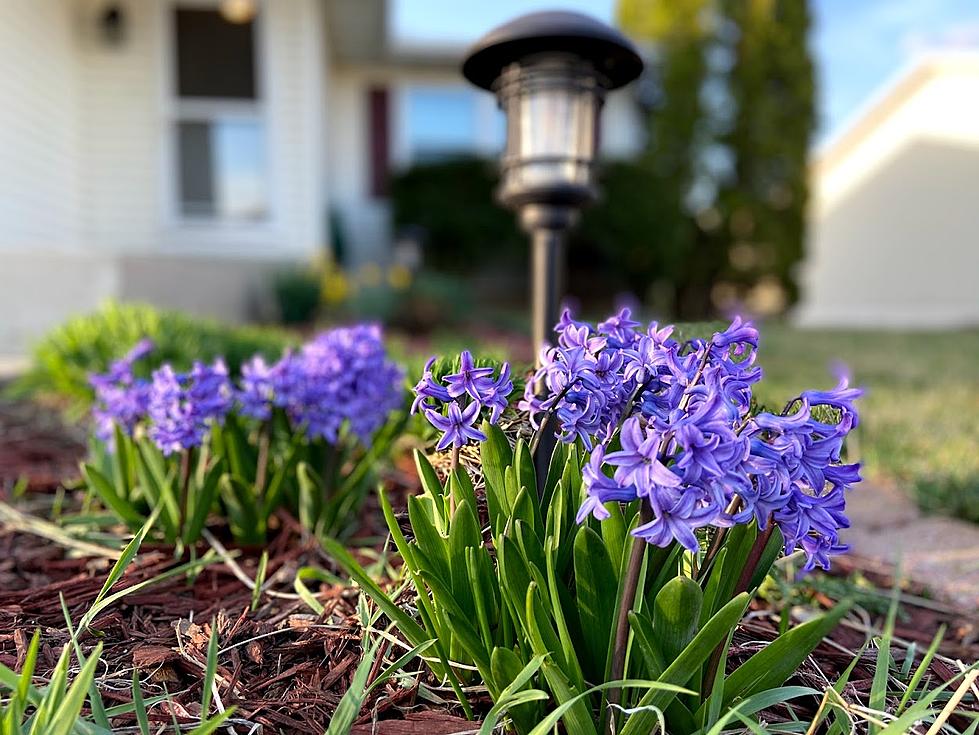 It’s Been So Unusually Warm in Minnesota This Fall, Plants Are Confused