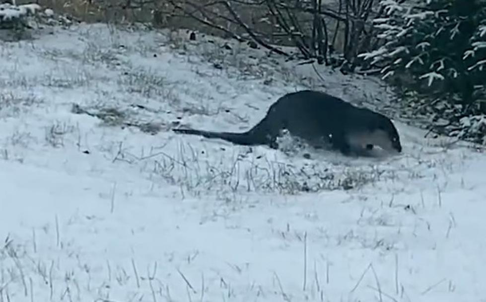This Otter Knows How to Enjoy a Minnesota Snowstorm [watch]