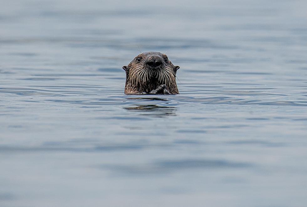 Adorable Otter Filmed Swimming Under Ice Fishing Hole in Minnesota