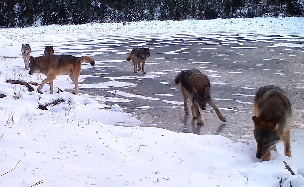 Huge Wolf Pack Caught on Trail Cam Video in Northern Minnesota
