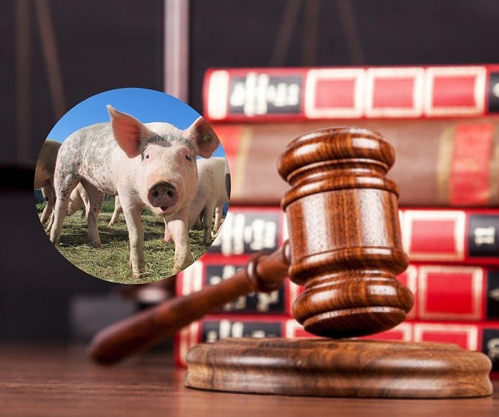 Minnesota Law Involving Pigs Is One of the Weirdest Ever