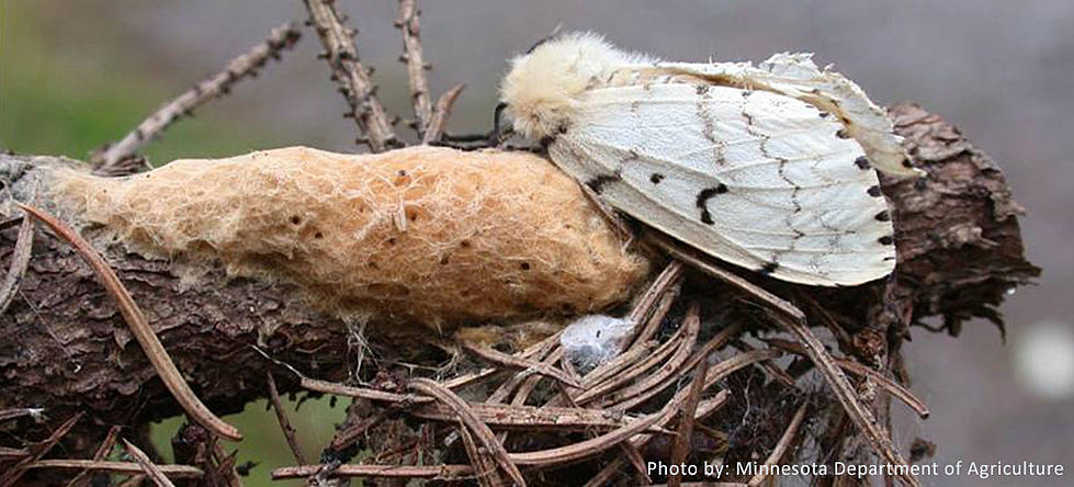 Why This Invasive Species Now Has a New, Less Offensive Name in Minnesota