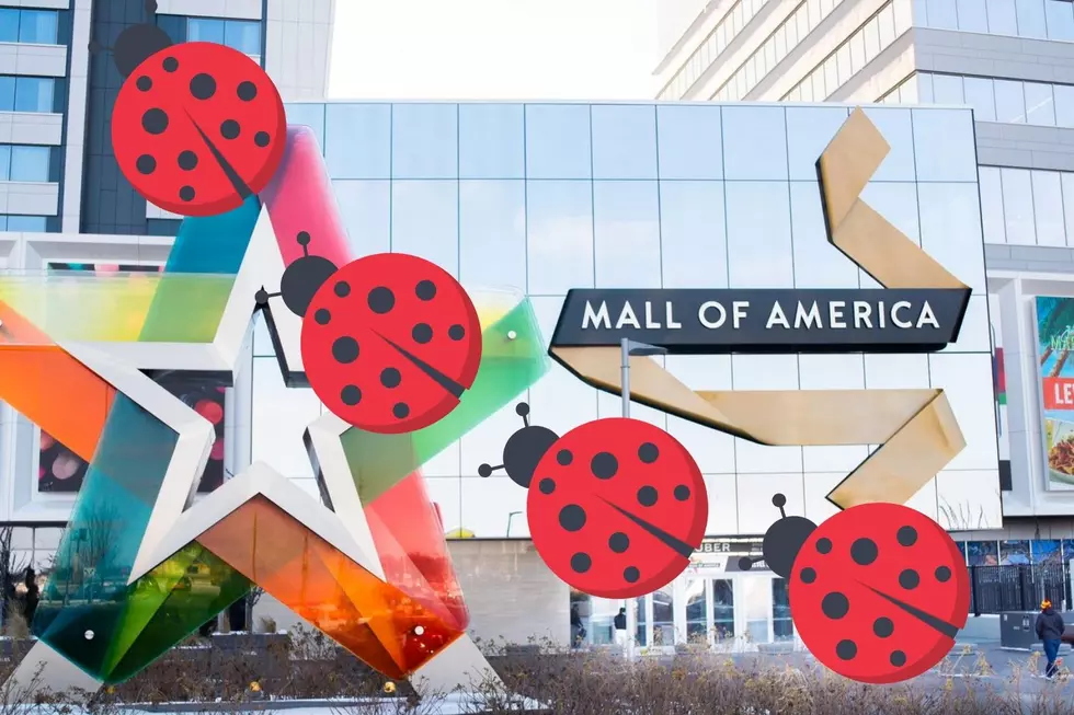 Why Bugs Are Invading Mall of America