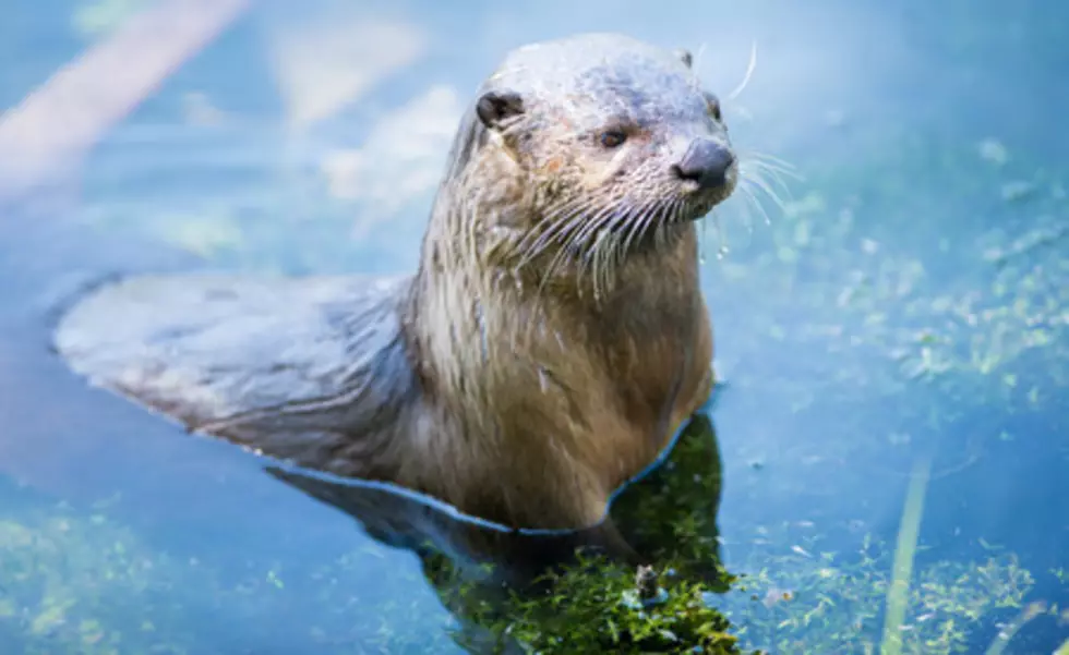 Baby Otter Rescued by Pet Dog in MN