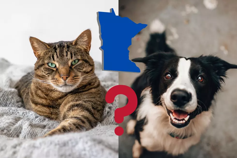 Are Cats or Dogs More Popular in Minnesota?