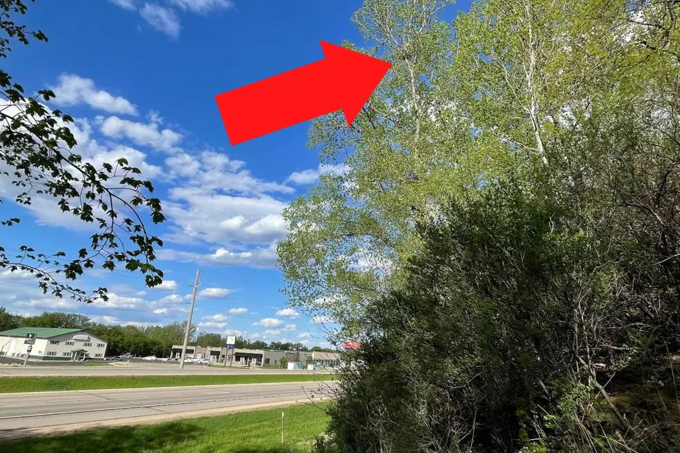 We Now Know What’s In the Trees Along This Busy Minnesota Highway