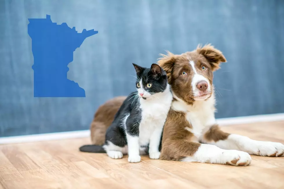 The Unusual Things Minnesota Pet-Owners Do When We Leave Our Pets Home Alone