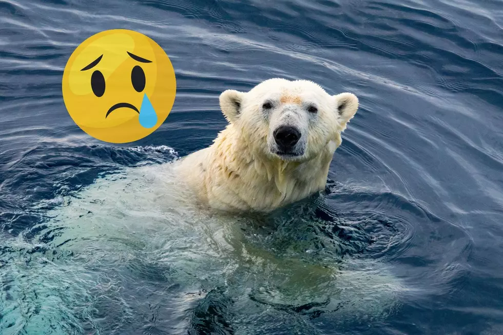 A Popular Zoo in Minnesota Just Announced Sad News