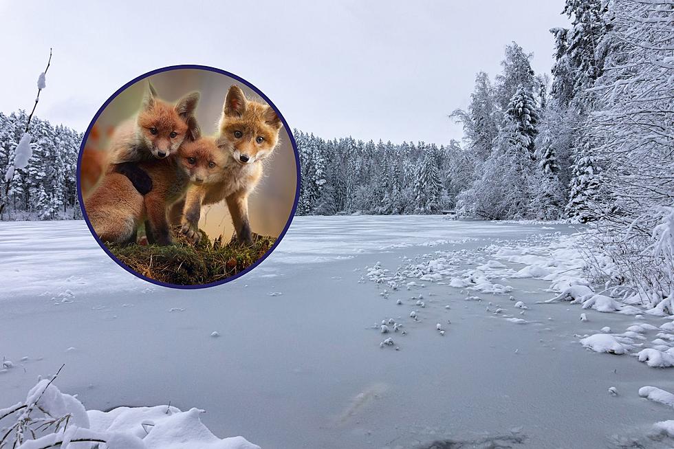 Adorable Baby Foxes Just Rescued From Frozen Minnesota Lake
