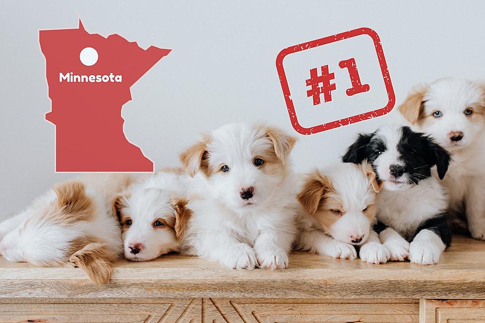 What Is The Most Popular Dog Breed in Minnesota?