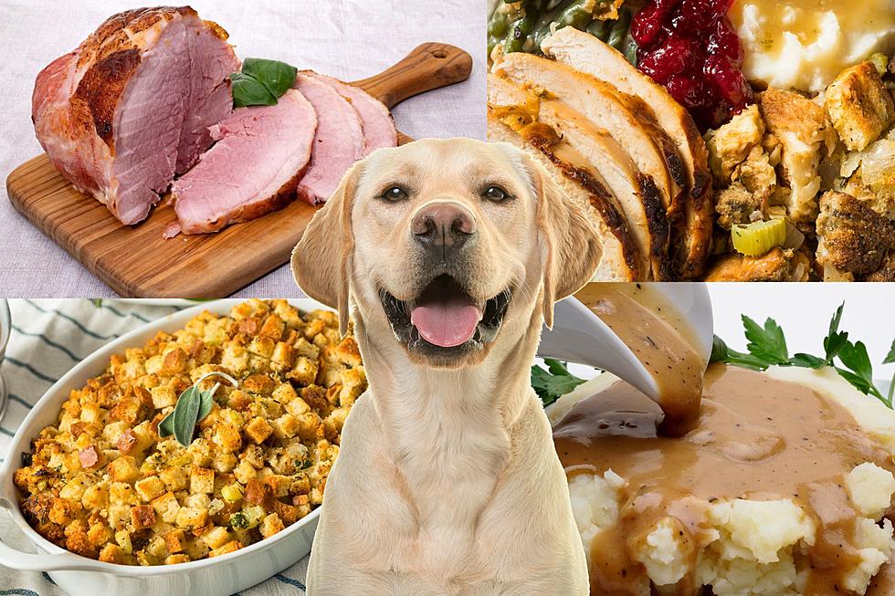 Navigating Thanksgiving: Foods to Keep Out of Your Dog’s Bowl