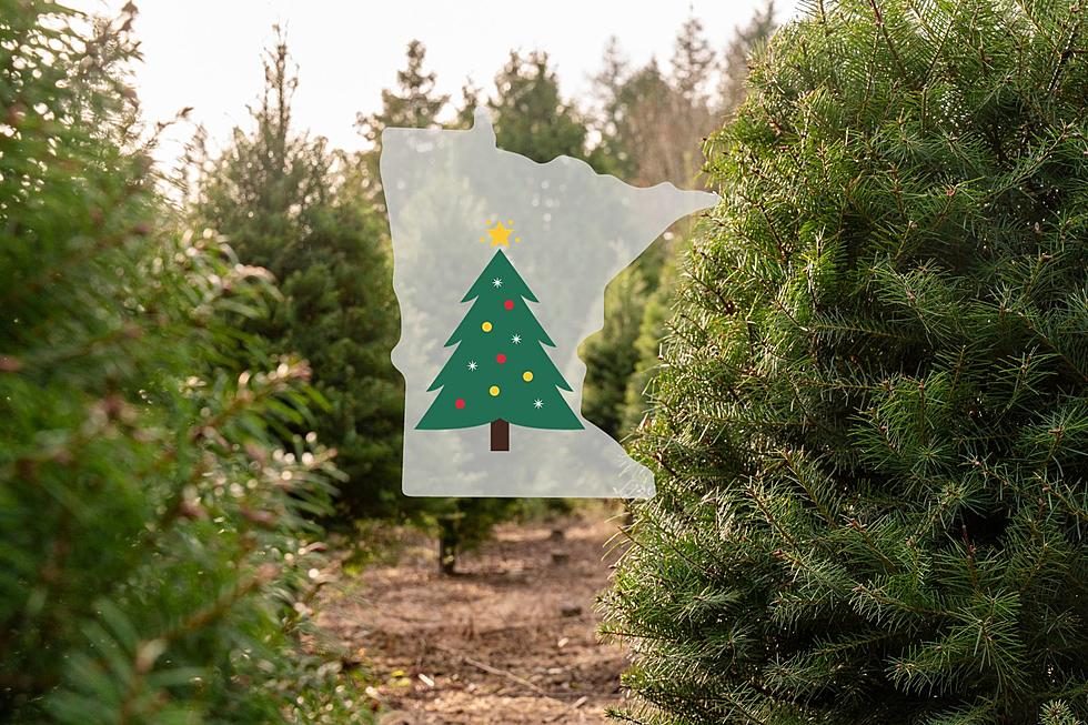 5 Important Things To Help Your Tree Make It to Christmas in Minnesota