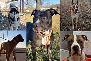 Adopt These Rochester, Minnesota Dogs For FREE Today