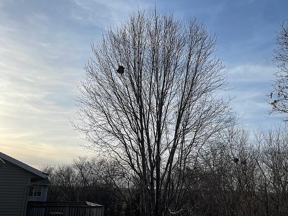 That Big Ball of Leaves in Your Tree in Minnesota Isn’t a Bird Nest