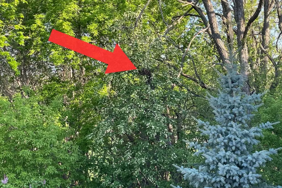 That Big Ball of Leaves in Your Tree in Minnesota Isn’t a Hawk’s Nest